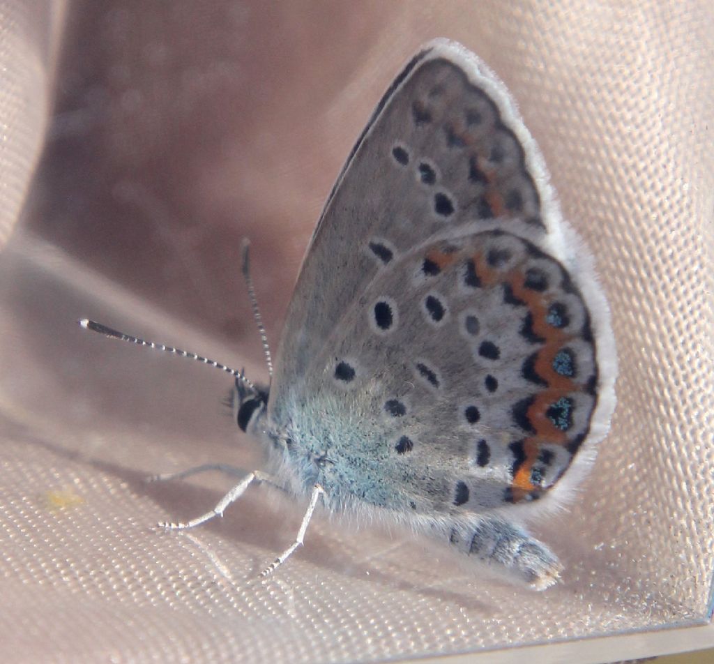 Plebejus idas? Plebejus argus